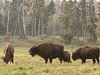 http://geografia_liceum.republika.pl/unesco/bialowieza.jpg